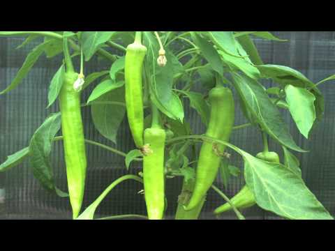 Growing Peppers Time Lapse - Banana Pepper Time Lapse