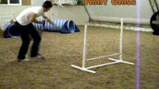 Australian Shepherd Puppy Agility Training!