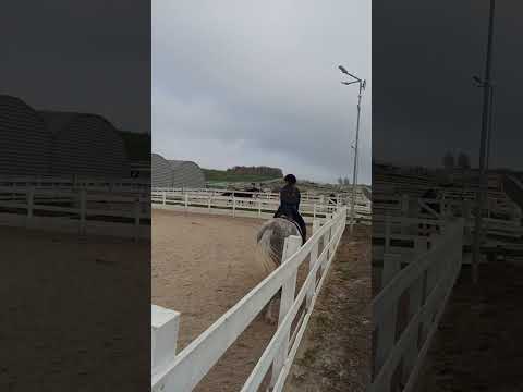 Wiki w stajni Gosciszów jazda konna