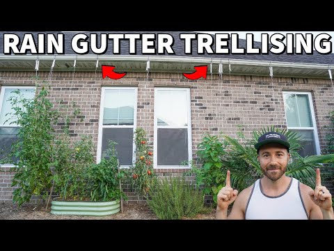 Part of a video titled The BEST Way To Grow Tomatoes...Is Under Your Rain Gutters! - YouTube