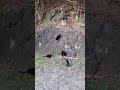THREE AGAINST TWO Cats Animals Meows Shorts 4k Meowing Blackcats
