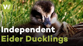 Eider ducklings can hunt for themselves right after hatching