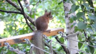 preview picture of video 'The squirrel in a city. Белка в городе. 14'