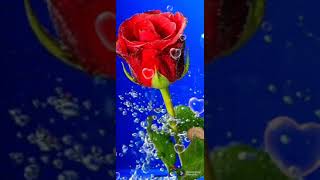 Bronco...No Nos Vamos A Olvidar..