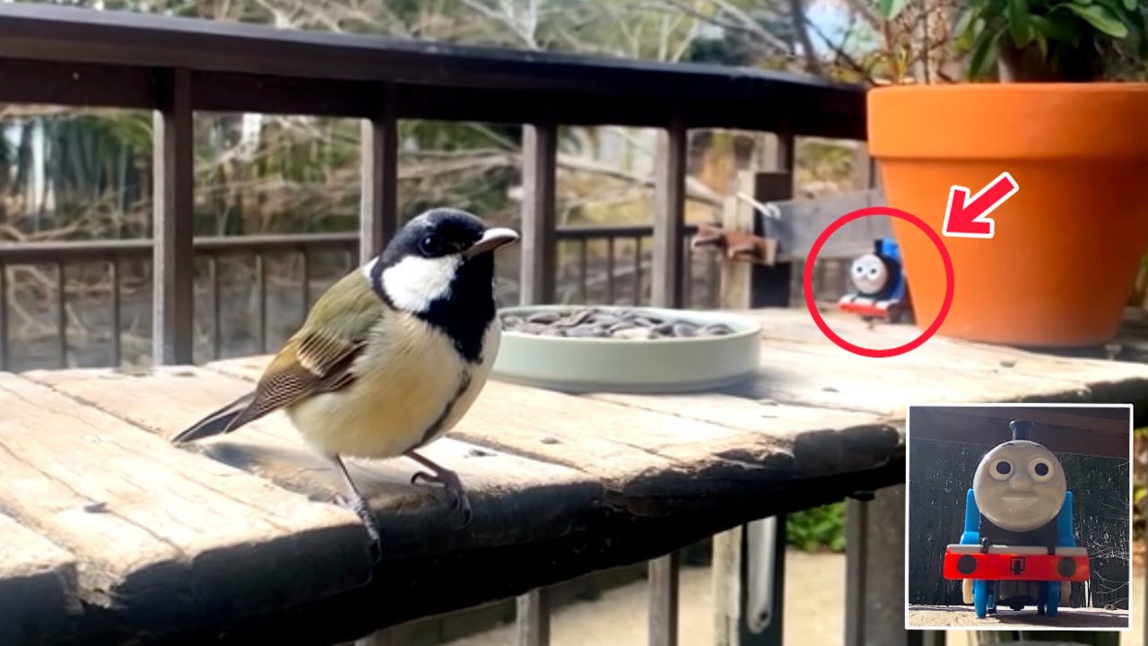 このあと置物に気付いた鳥のありえない行動に泣けた。