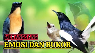 Download lagu TERBUKTI AMPUH, MERANGSANG EMOSI TLEDEKAN GUNUNG, SRDC DAN KACER mp3