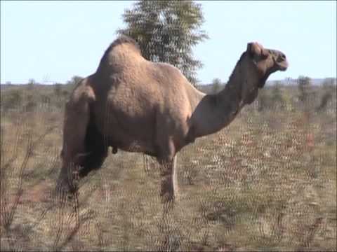 Wild CAMELS roam TANAMI DESERT