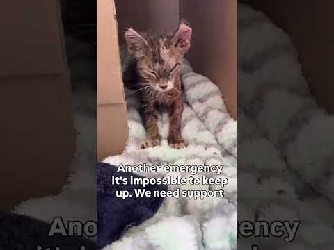 Please consider donating links in bio to donate for her treatment #florida #ohio#florida