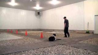 Australian Shepherd Ozzie - Boot Camp Dog Training Level II.