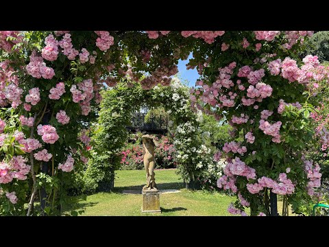 My Visit to Peter Beales English Rose Gardens | Rose Garden Tour | English Roses | Kordes Roses