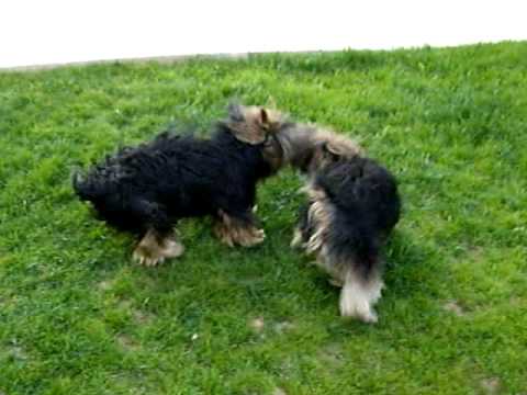 Dog vs Dog Fight - Cachorro vs Cachorro Fighting - by WANDKARLO ANJOS