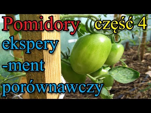 Pomidory eksperyment - część 4 - zapylanie i różne obserwacje