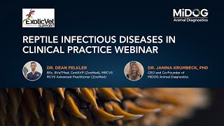 Reptile Infectious Diseases in Clinical Practice Webinar | Hosted by Exotic Vet Support & MiDOG