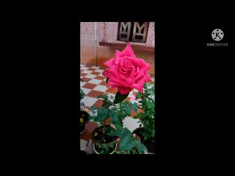 introducing my garden/sushree gardening