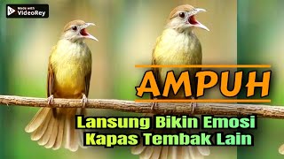 Download lagu PANCINGAN EMOSI BURUNG KAPAS TEMBAK TERBARU 2025  mp3