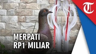 Merpati Jayabaya Pecahkan Rekor Burung Termahal dengan Harga Rp1 Miliar