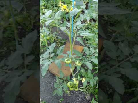 nistECO -  Malu Spart