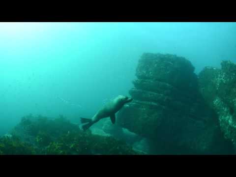 Dive Jervis Bay Seals 24/08/14