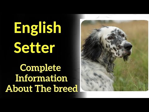 , title : 'English Setter. Pros and Cons, Price, How to choose, Facts, Care, History'