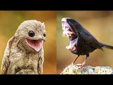15 STRANGE AND RARE BIRDS YOU HAVE NEVER SEEN!