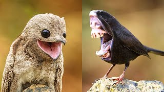 15 STRANGE AND RARE BIRDS YOU HAVE NEVER SEEN!