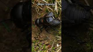 Download lagu Suara Jangkrik #shorts #hewan #suarahewan #jangkrik mp3 Download lagu Suara Jangkrik #shorts #hewan #suarahewan #jangkrik mp3