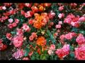 Алла Пугачева - Million Scarlet Roses - Миллион Алых Роз 