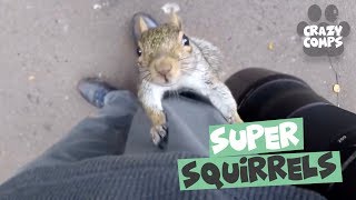 Squirrels are Jerks Compilation 2018 - Funny Squirrel Videos π