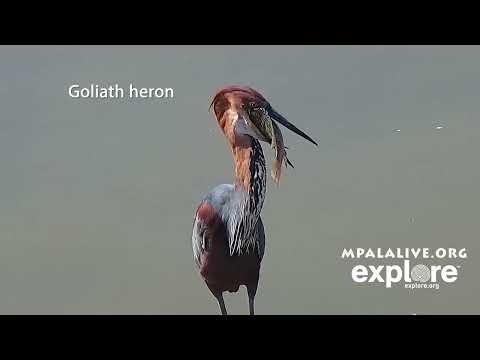 Birds of Laikipia - 1