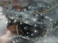 Pearl Fishers by Amici Forever 