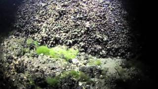 Bloody Red Shrimp In Seneca Lake