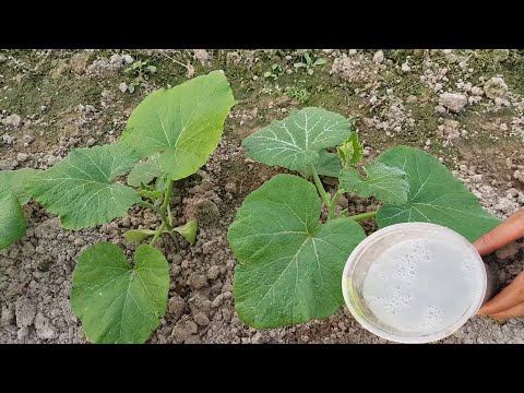 Maximize your pumpkin yield: Not everyone knows how. (subtitle)