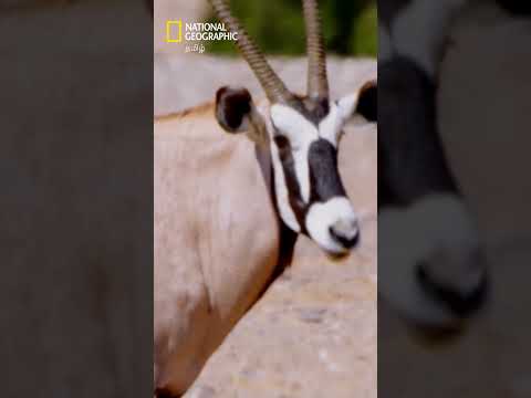 தண்ணீர் இல்லாமல் 3 நாட்கள் வாழும் பாலைவன யானைகள் 🐘 #natgeo #africasdeadliest