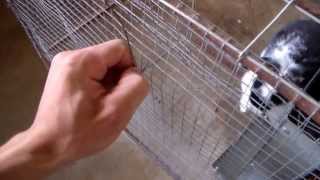 preview picture of video 'Cabaña y Criadero de conejos  Aldan Sudec N505 variedad de conejos mascota'