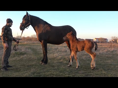 Iapa lui Lula de la Ghiroda, Timis - 2022 Nou!!!