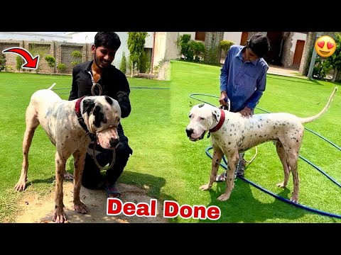 Finally Bully Dog Ka Soda Ho Gya😍 But……..💔🤔