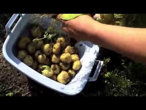 , title : 'How to Harvest Finnish Hankijan Timo potatoes'