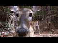 Animal Life In East Texas