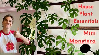Grow Your MINI MONSTERA Plants like a Pro - How to Grow Rhaphidophora Successfully