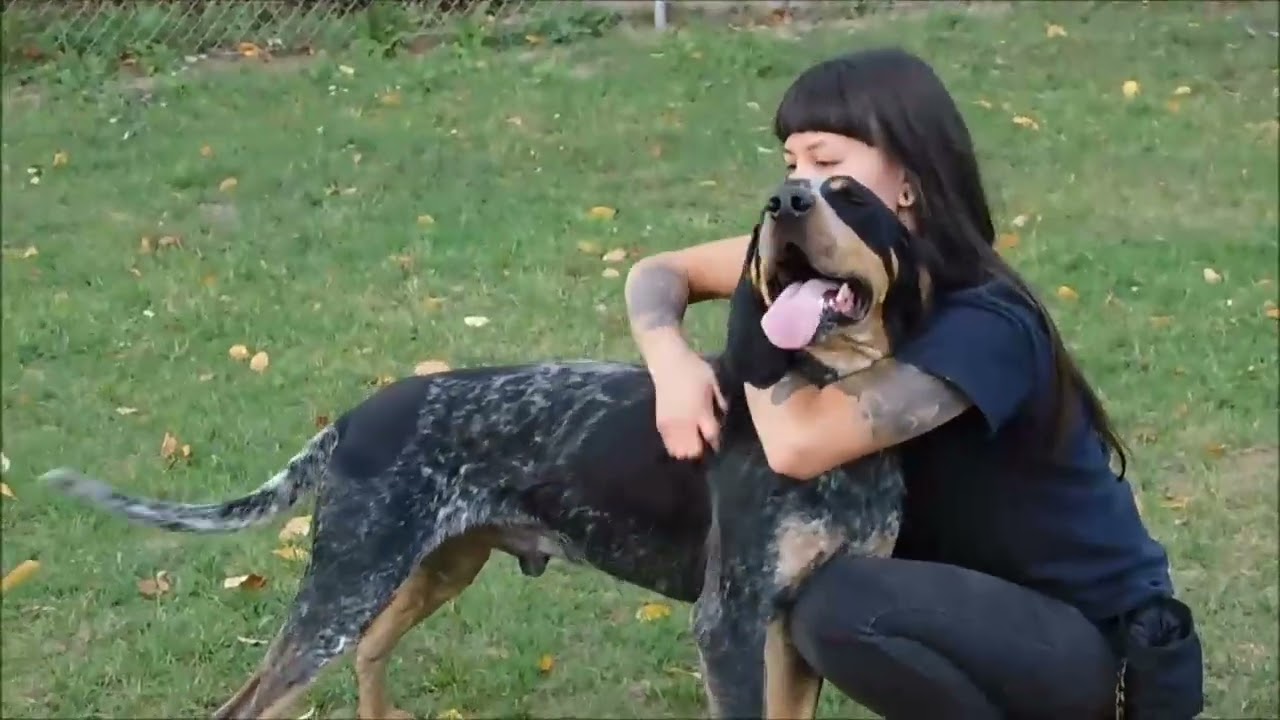 Enlarge SPIDER, a Adopted Bluetick Coonhound in Ironwood, MI video 2/2