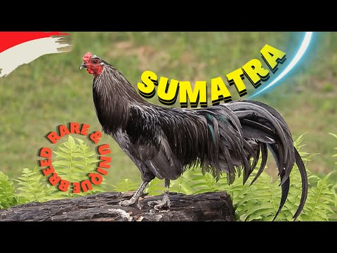 , title : 'Sumatra Chicken: A Breed Spotlight on This Stunning Chicken'