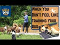 When You Don T Feel Like Training Your Dog 60