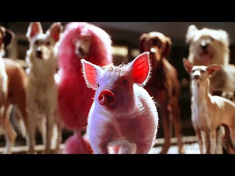 Babe the Pig Saves a Dog | Babe: Pig in the City | CLIP