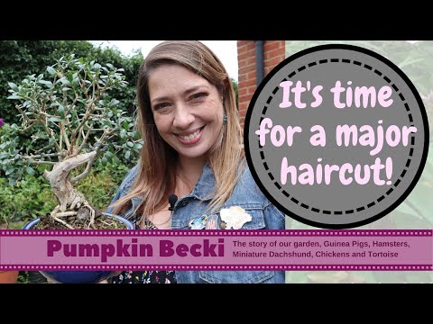 Late Summer Bonsai Reshape - Olea sylvestris aka The Wild Olive