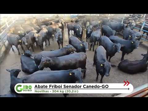 PROTOCOLO 1953: FÊMEAS ANGUS SUPERAM 20 ARROBAS EM JARAGUÁ (GO)