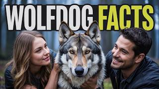 10 Mind-Blowing Facts About Wolfdogs! #wolfdog