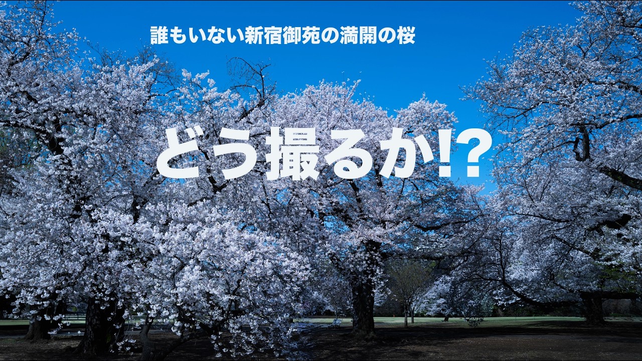 【奇跡】誰もいない新宿御苑、満開の桜