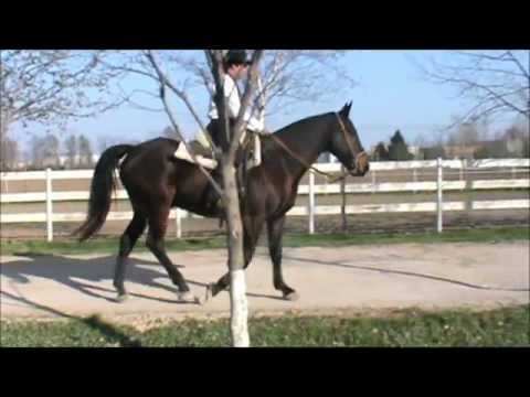 cavallo argentino morello - All. EXCALIBUR