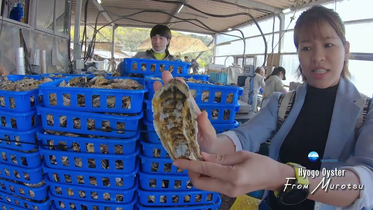 ĐẾN MUROTSU, XEM HÀU ĐƯỢC LÀM SẠCH NHƯ THẾ NÀO!1