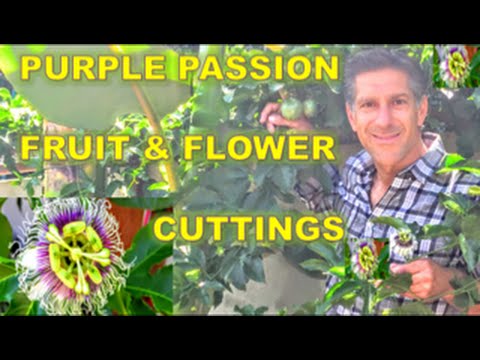 image-Can you save passion fruit seeds?